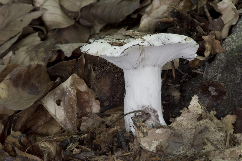 Russula albonigra